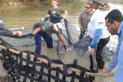 Botos do rio Formoso sofrem com a seca intensa na Bacia do Araguaia-Tocantins 3