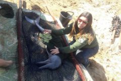 Botos do rio Formoso sofrem com a seca intensa na Bacia do Araguaia-Tocantins 4