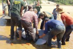 Botos do rio Formoso sofrem com a seca intensa na Bacia do Araguaia-Tocantins 5