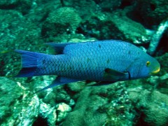 Budiao azul ameacado pela pesca excessiva