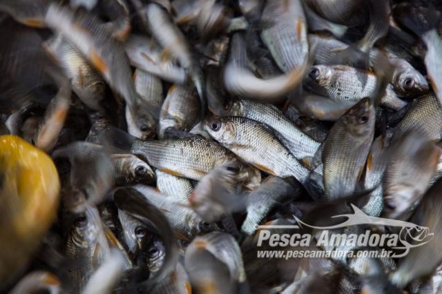 CTG Brasil realiza a soltura de 400 mil alevinos na bacia do Paraná