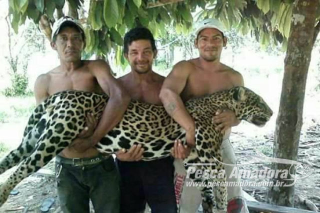 Caçadores que divulgaram foto com onça morta são presos no Pará