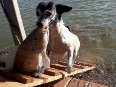 Cachorra pesca em fazenda particular e vira atracao