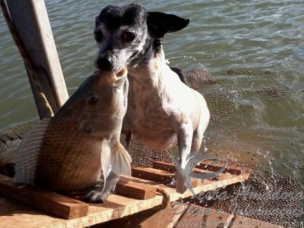 Cachorra pesca em lago de fazenda e vira atração