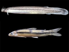 Cambeva e peixe charuto