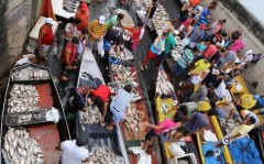 Canoeiros vendem peixes ao lado do mercado em Manaus-AM