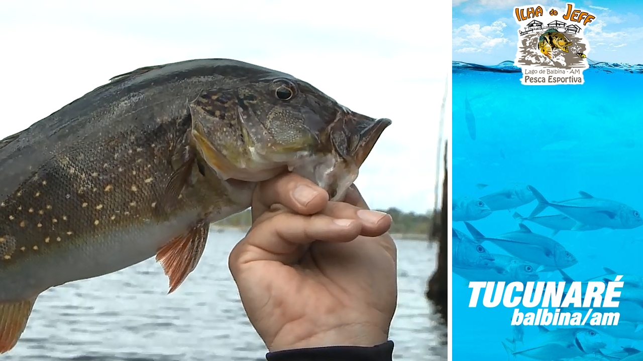 Tucunaré o Ano Todo – Represa de Balbina (AM)