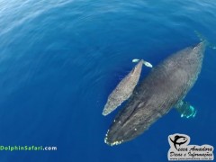 Capitão usa drone e grava imagens impressionantes de golfinhos e baleias na Califórnia