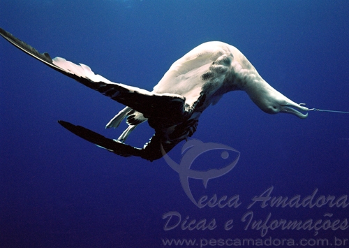 Embarcações de pesca deverão seguir novas regras para reduzir captura incidental