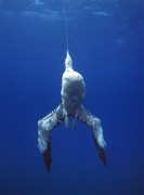 Captura incidental de Albatroz 3