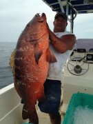 Caranha gigante pescada no Golfo do Mexico