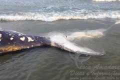 Carcaca de baleia encontrada no litoral de SC 2