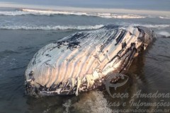 Carcaca de baleia encontrada no litoral de SC