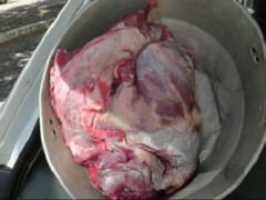 Carne de capivara apreendida em Arceburgo-MG