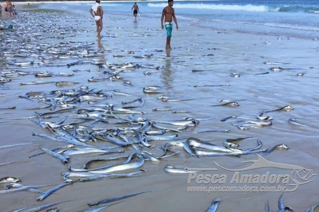 Centenas de peixes aparecem mortos em praia de Angra dos Reis-RJ