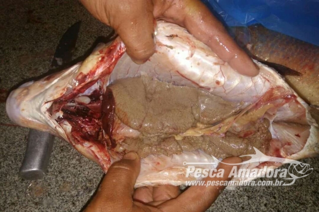 Cepesca avalia rever período da piracema após denúncia de peixes ainda com ovas no MT