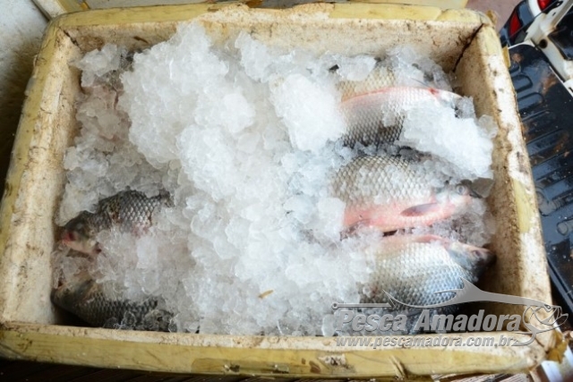 Cerca de 200 kg de pescado são apreendidos no Lago de Palmas-TO