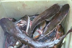 Cerca de 30 kg de exemplares de pintato apreendido com comerciante em Cuiaba-MT