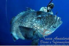 Cherne em caca submarina