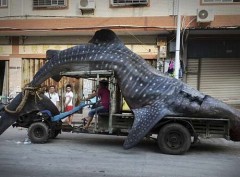 Chines e flagrado transportando tubarao baleia