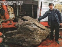 Chines encontra pedaço de agar no mar estimado em US $ 180 milhões