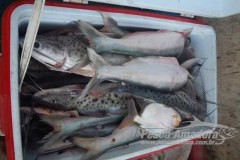 Cipa promove acao de combate a pesca predatoria no Rio Branco em RR 2