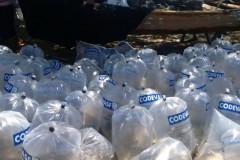 Codevasf insere 300 mil alevinos em trecho do Rio Sao Francisco em Sergipe 2