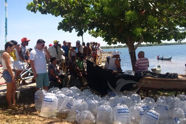 Codevasf já inseriu 730 mil alevinos no Rio São Francisco em Sergipe este ano