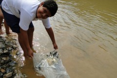 Codevasf insere dez mil alevinos em trecho do Sao Francisco em Iguatama-MG 2