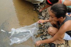 Codevasf insere dez mil alevinos em trecho do Sao Francisco em Iguatama-MG