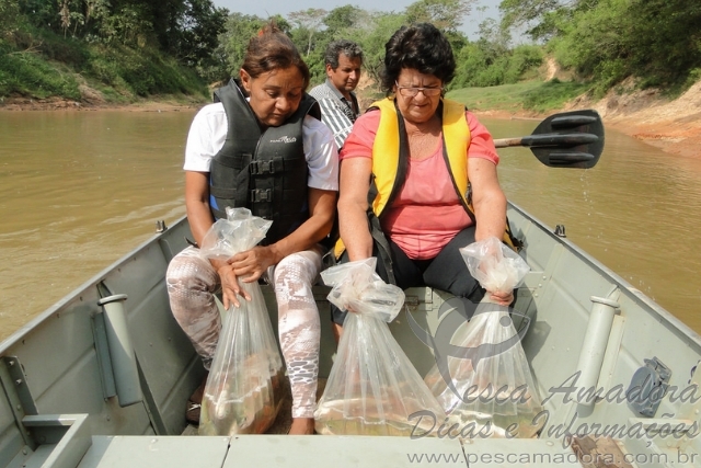 Codevasf insere dez mil alevinos em trecho do São Francisco em Iguatama-MG
