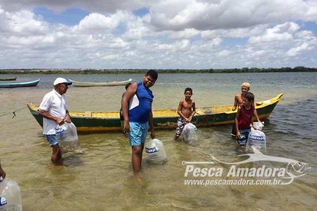 Codevasf lança 210 mil alevinos no Rio São Francisco em Sergipe