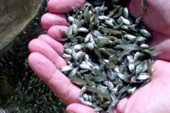 Codevasf utiliza alevinos de tilapia no combate ao Aedes Aegypti em PE 2