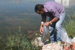 Codevasf utiliza alevinos de tilapia no combate ao Aedes Aegypti em PE 4