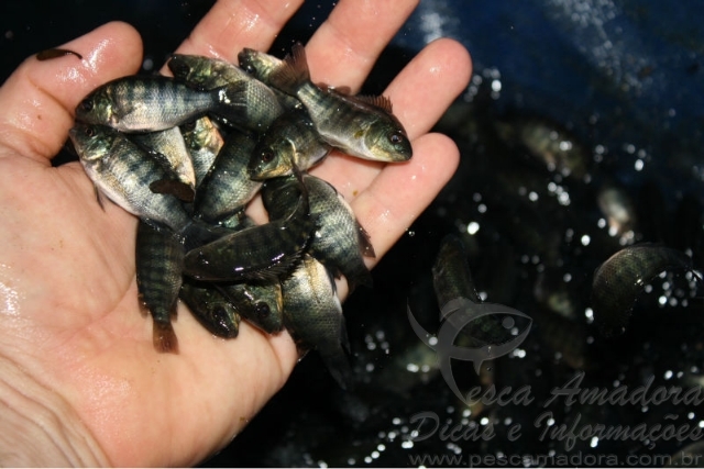 Codevasf utiliza alevinos de tilápia no combate ao Aedes Aegypti em PE