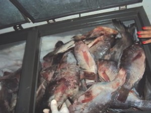 PM apreende peixes em comércio clandestino de Uberlândia-MG