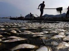 Comlurb retira 27 toneladas de peixes mortos da Lagoa Rodrigo de Freitas no Rio de Janeiro