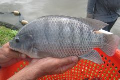 Comum no Brasil a tilapia e uma boa opcao de pesca com iscas diversas 2