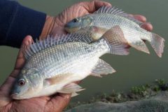 Comum no Brasil a tilapia e uma boa opcao de pesca com iscas diversas