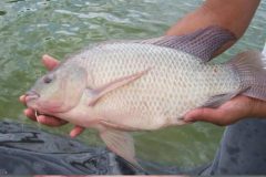 Comum no Brasil a tilapia e uma boa opcao de pesca com iscas diversas 3