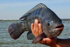 Comum no Brasil a tilapia e uma boa opcao de pesca com iscas diversas 5
