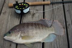 Comum no Brasil a tilapia e uma boa opcao de pesca com iscas diversas 6