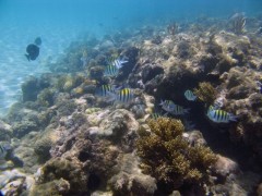 Corais Brasileiros estão ameacados pela pesca excessiva
