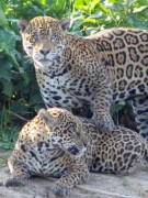 Cresce a população de onças no Pantanal