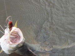 Crocodilo rouba peixe de pescador na Australia 2