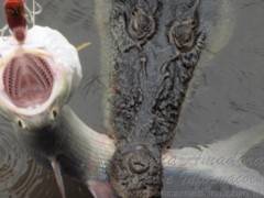 Crocodilo rouba peixe de pescador na Australia