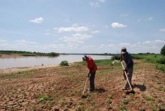 Cultivar o solo é uma das formas de sobrevivência as margens do Velho Chico (Foto: Jornal Estado de Minas) 