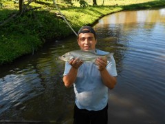 Cultivo de robalo no Parana 2