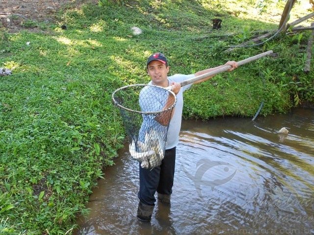 Prefeitura de Guaratuba-PR incentiva cultivo de robalos