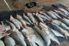 DEMA apreende 168 kg de pescado ilegal no Pantanal em MT